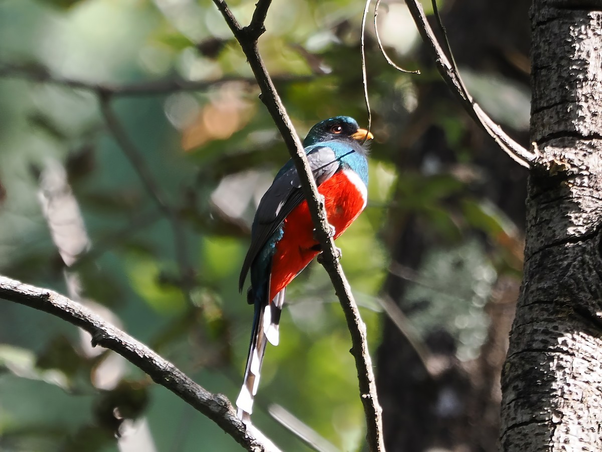 Mountain Trogon - ML613674998