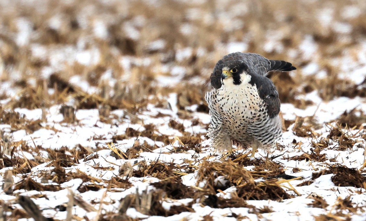 Peregrine Falcon - Patrick MONNEY