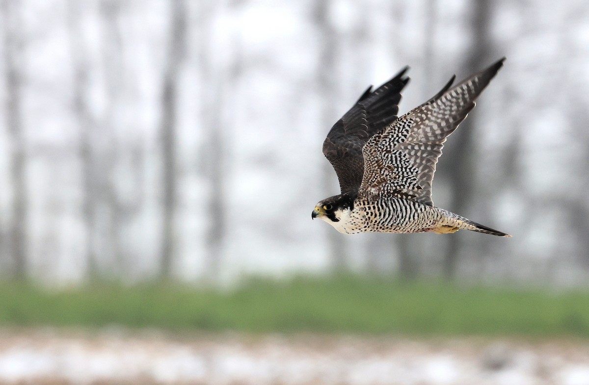 Peregrine Falcon - ML613675026