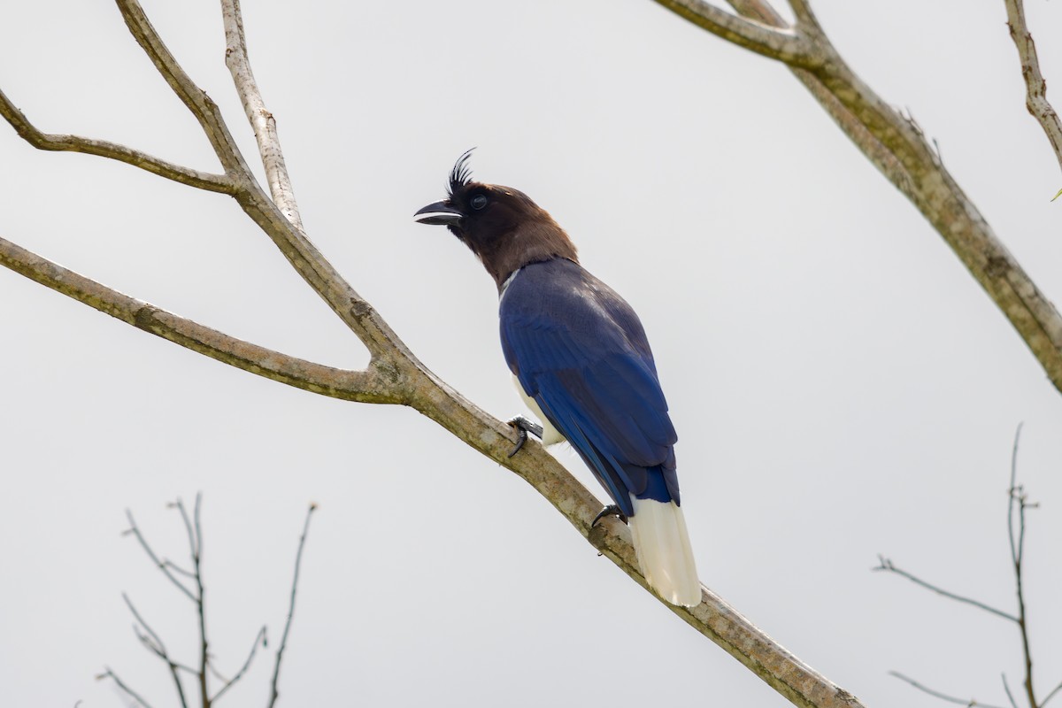 Curl-crested Jay - Gustavo Dallaqua