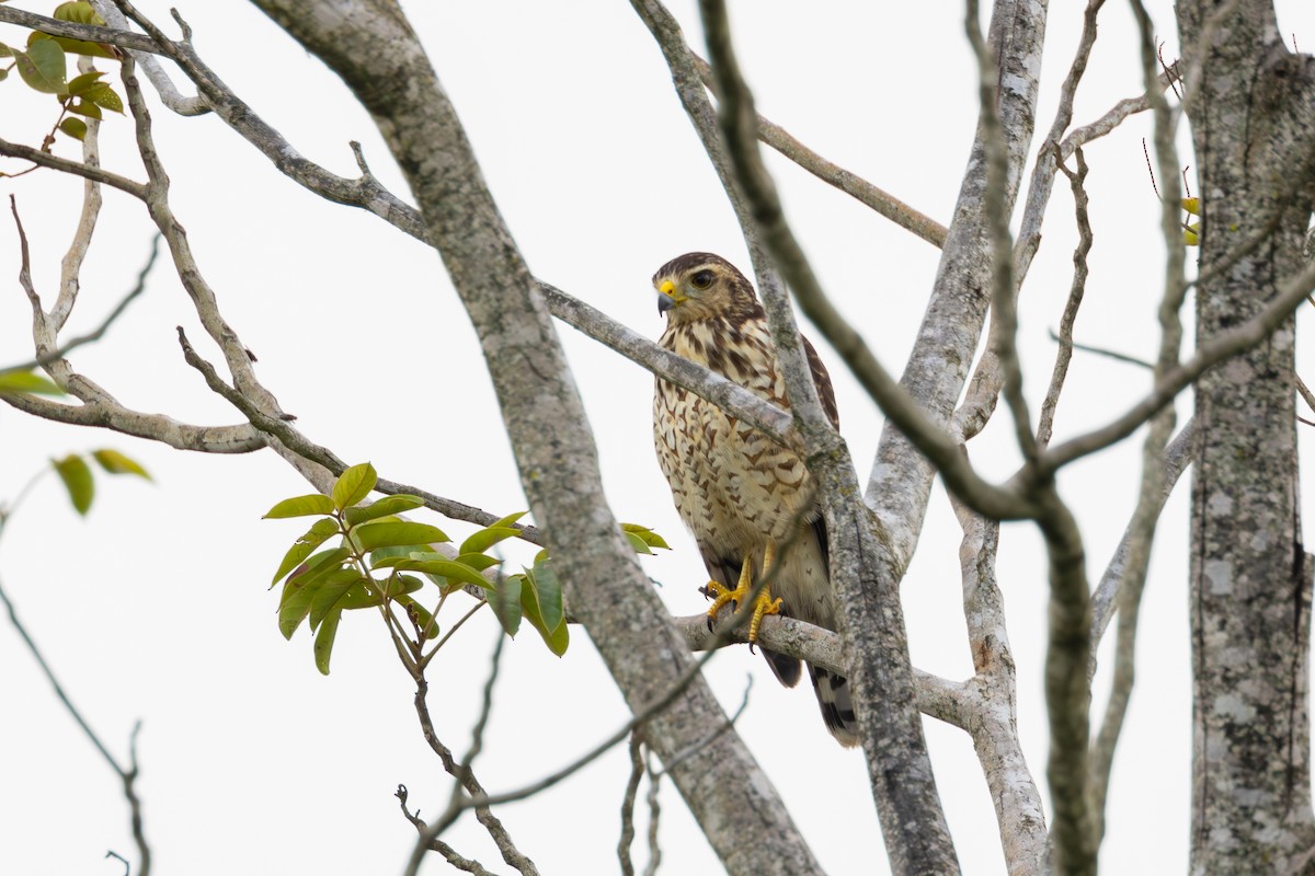 Roadside Hawk - Gustavo Dallaqua