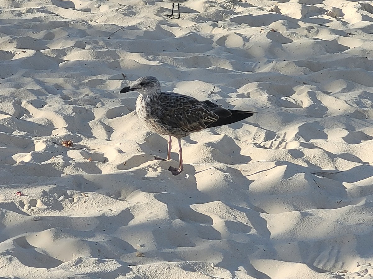 Lesser Black-backed Gull - ML613675139