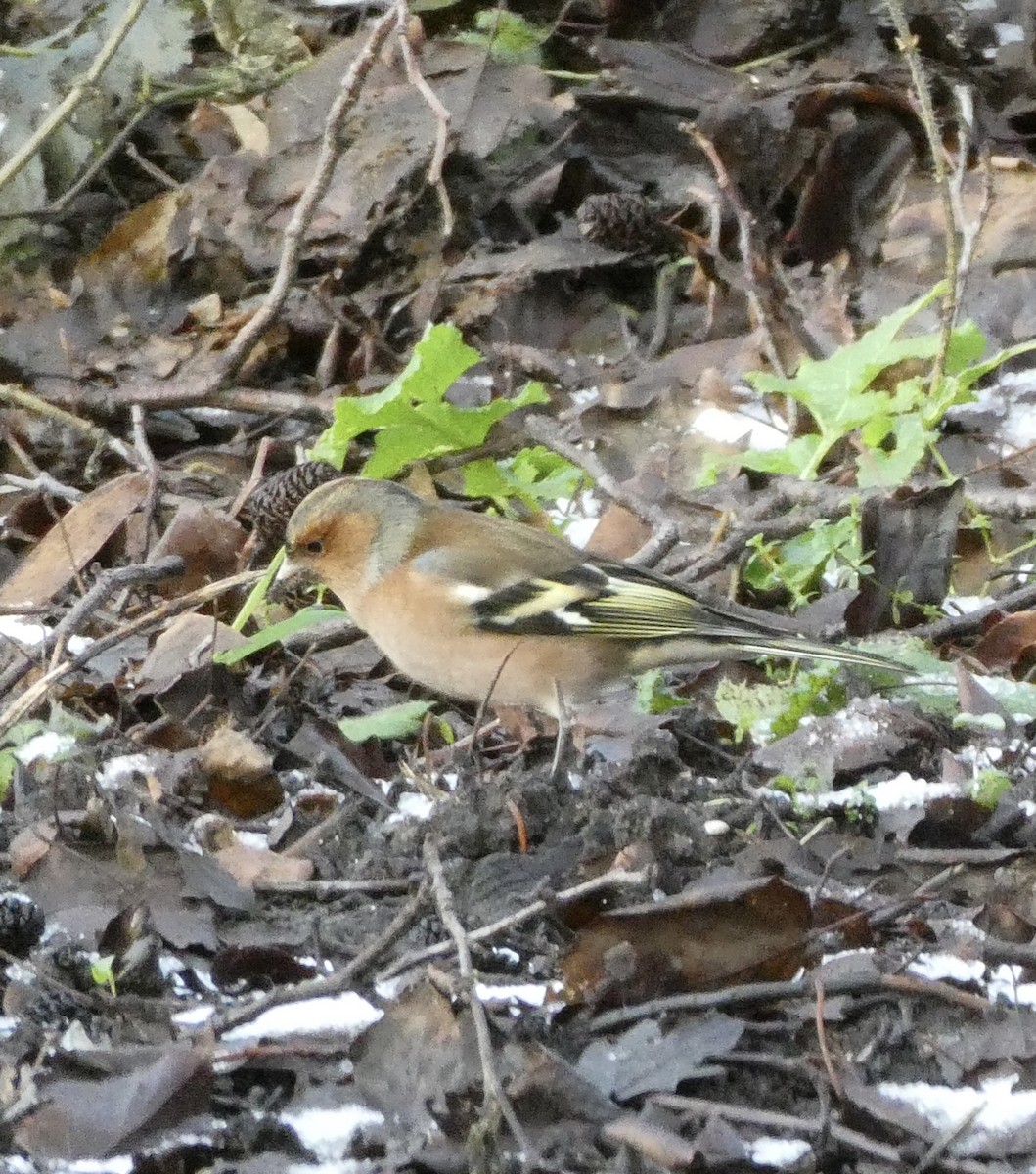 Common Chaffinch - ML613675246