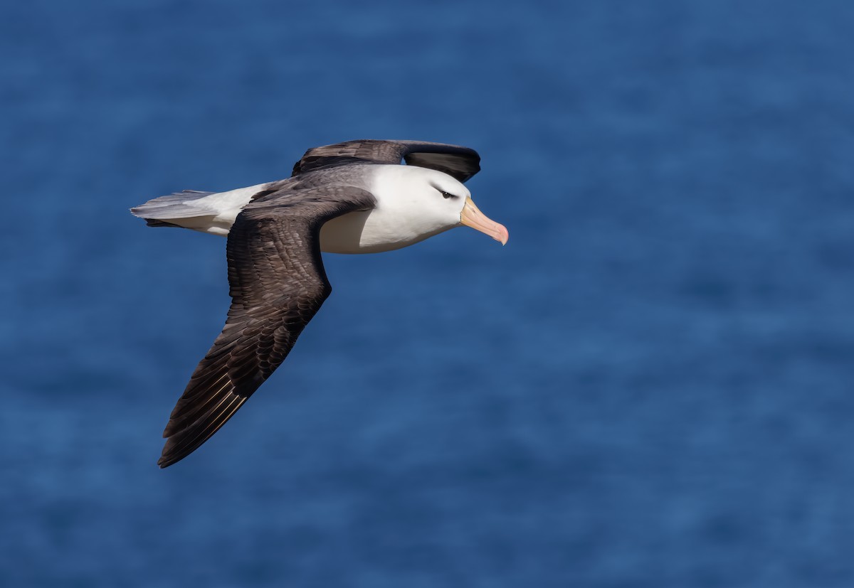 Чернобровый альбатрос (melanophris) - ML613675266