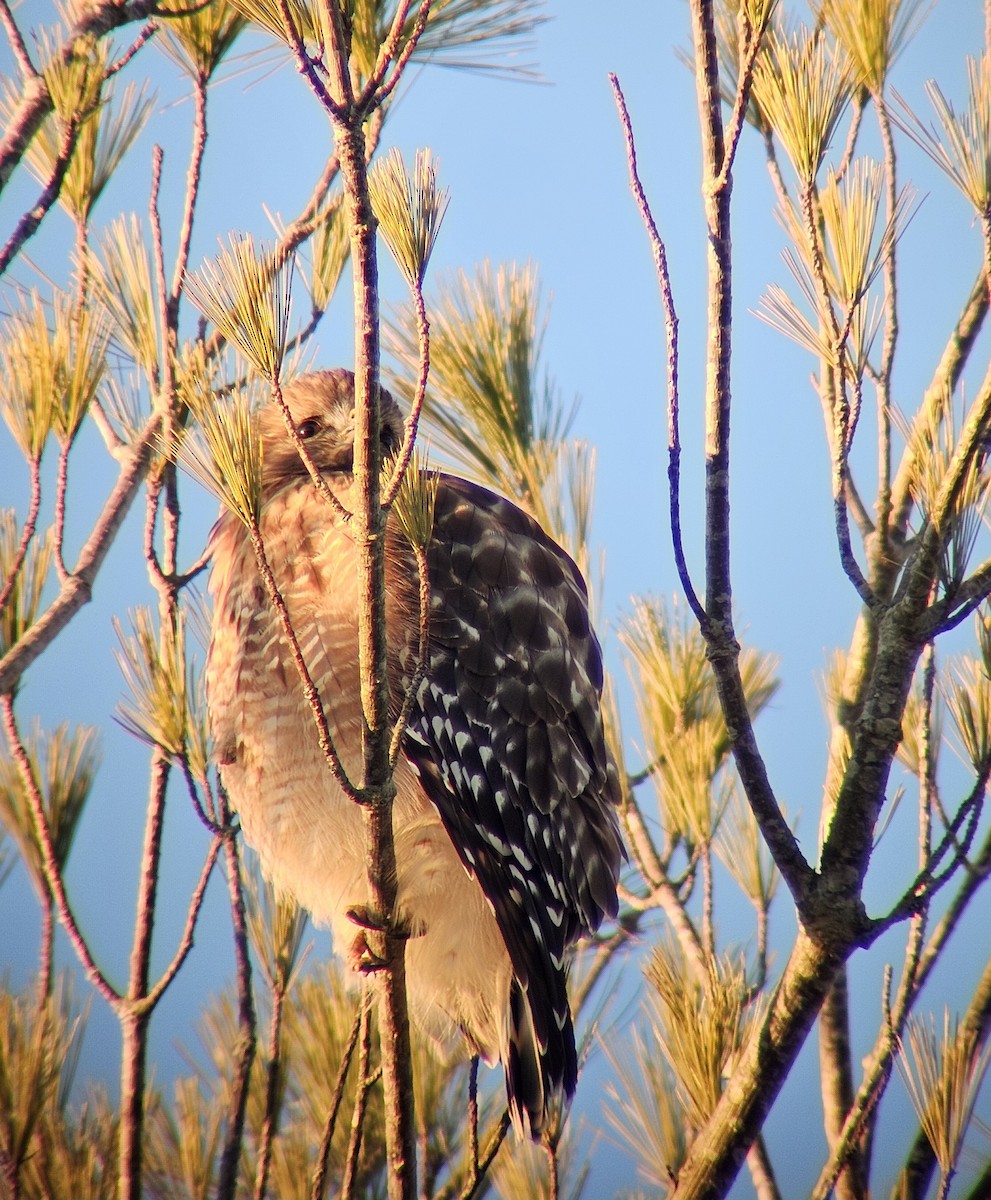 Red-shouldered Hawk - ML613675271