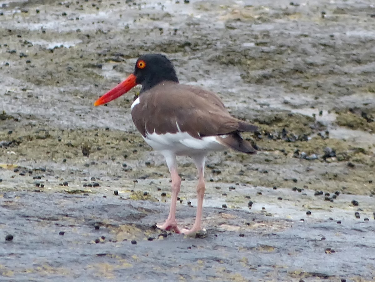 American Oystercatcher - ML613675364