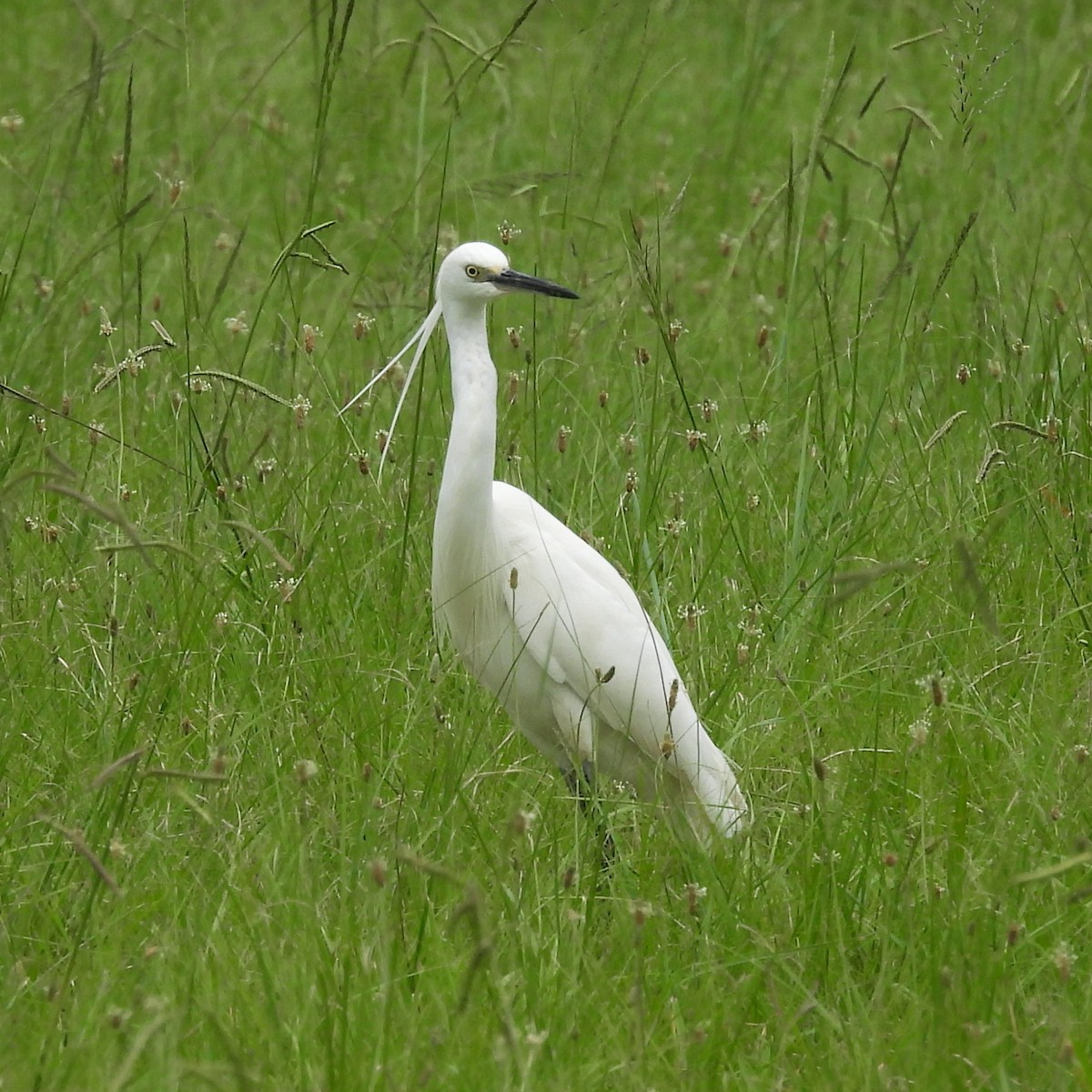 Little Egret - ML613675407