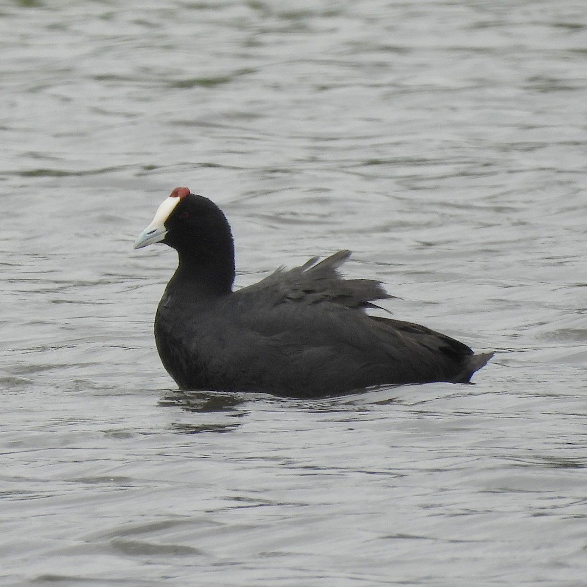 Red-knobbed Coot - ML613675416