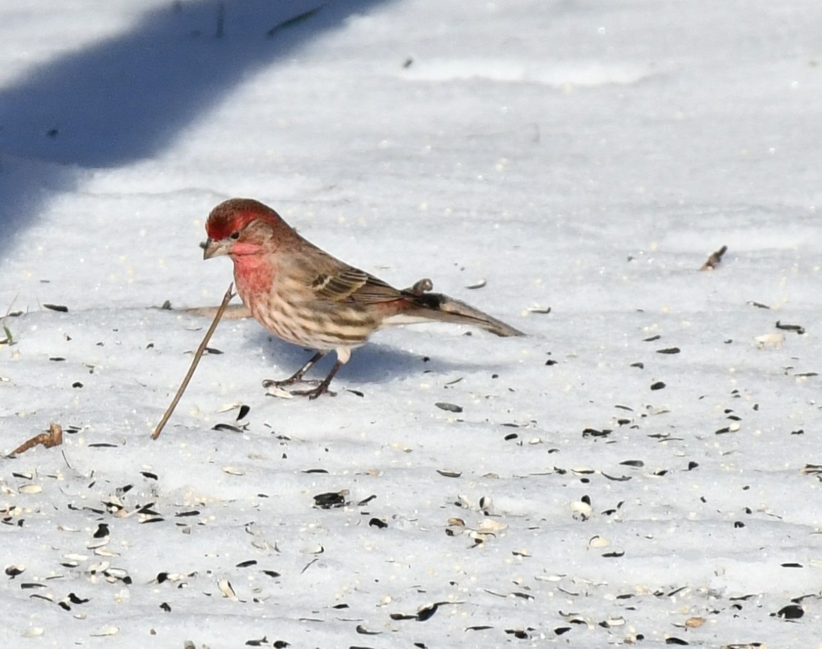 House Finch - ML613675555