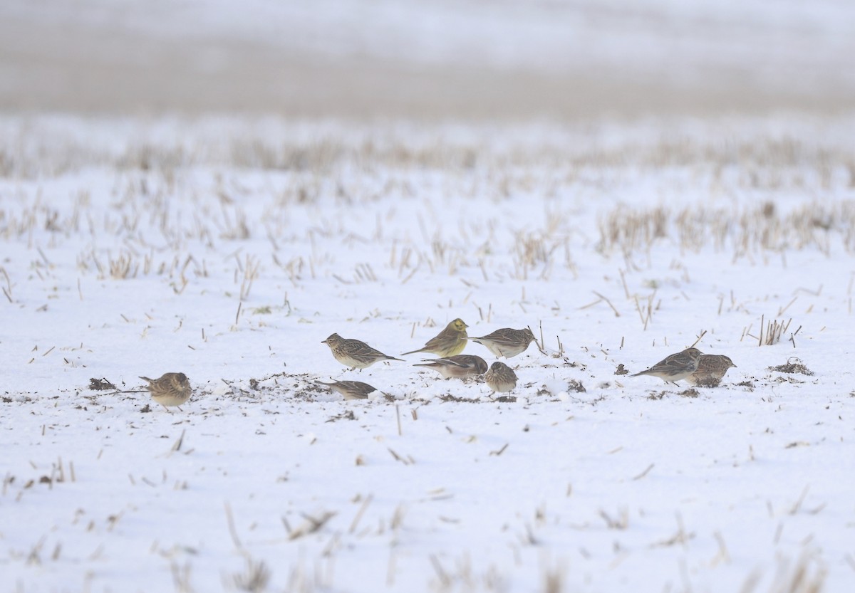 Eurasian Skylark - ML613675559