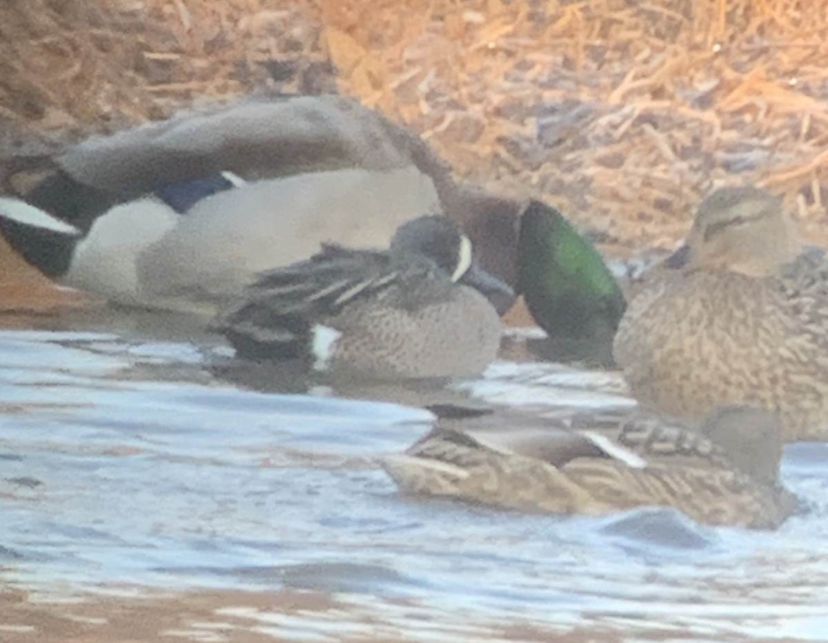 Blue-winged Teal - ML613675578