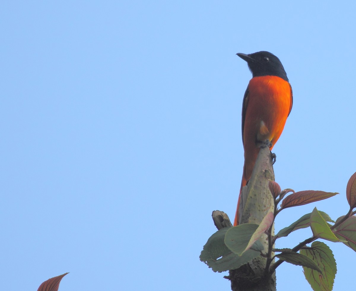 Orange Minivet - Krishnan Sivasubramanian