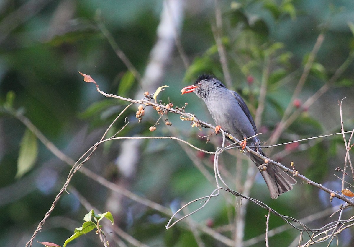 Square-tailed Bulbul - Krishnan Sivasubramanian