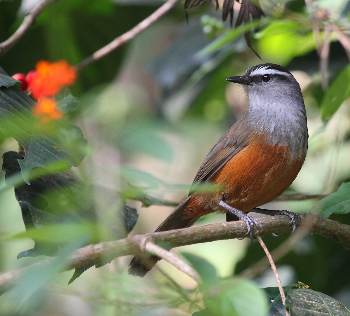 Palani Laughingthrush - Krishnan Sivasubramanian