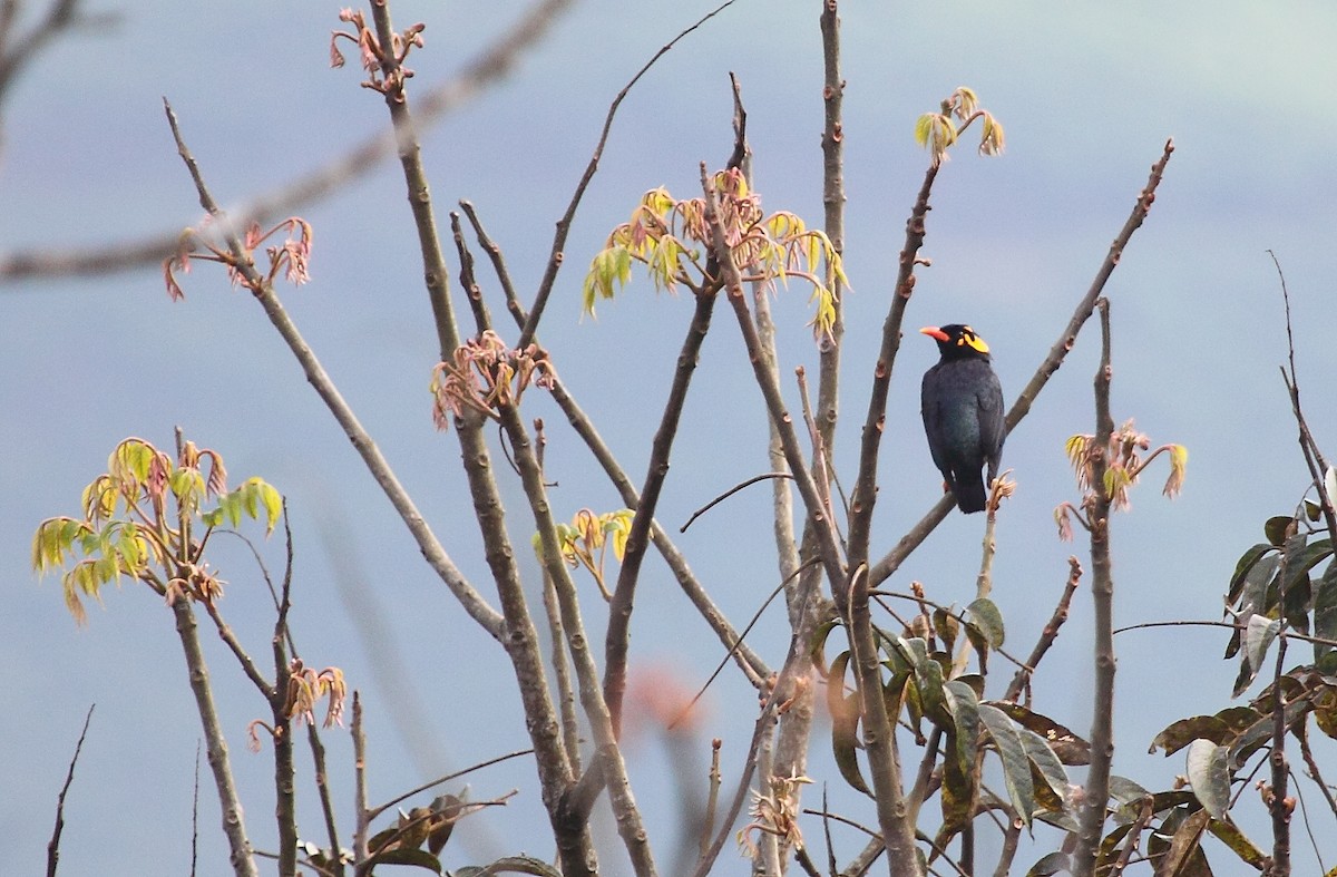 Southern Hill Myna - Krishnan Sivasubramanian