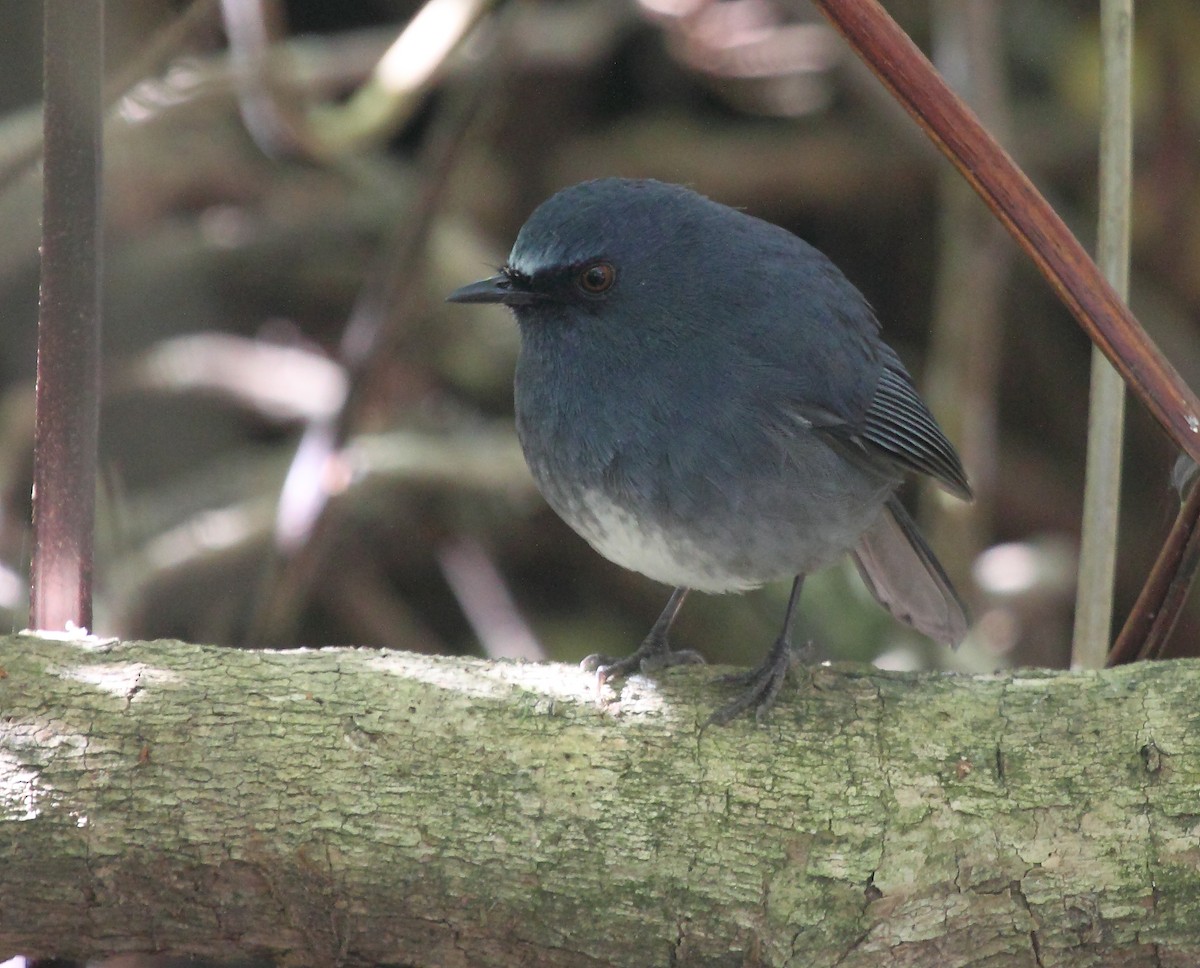 White-bellied Sholakili - ML613675627