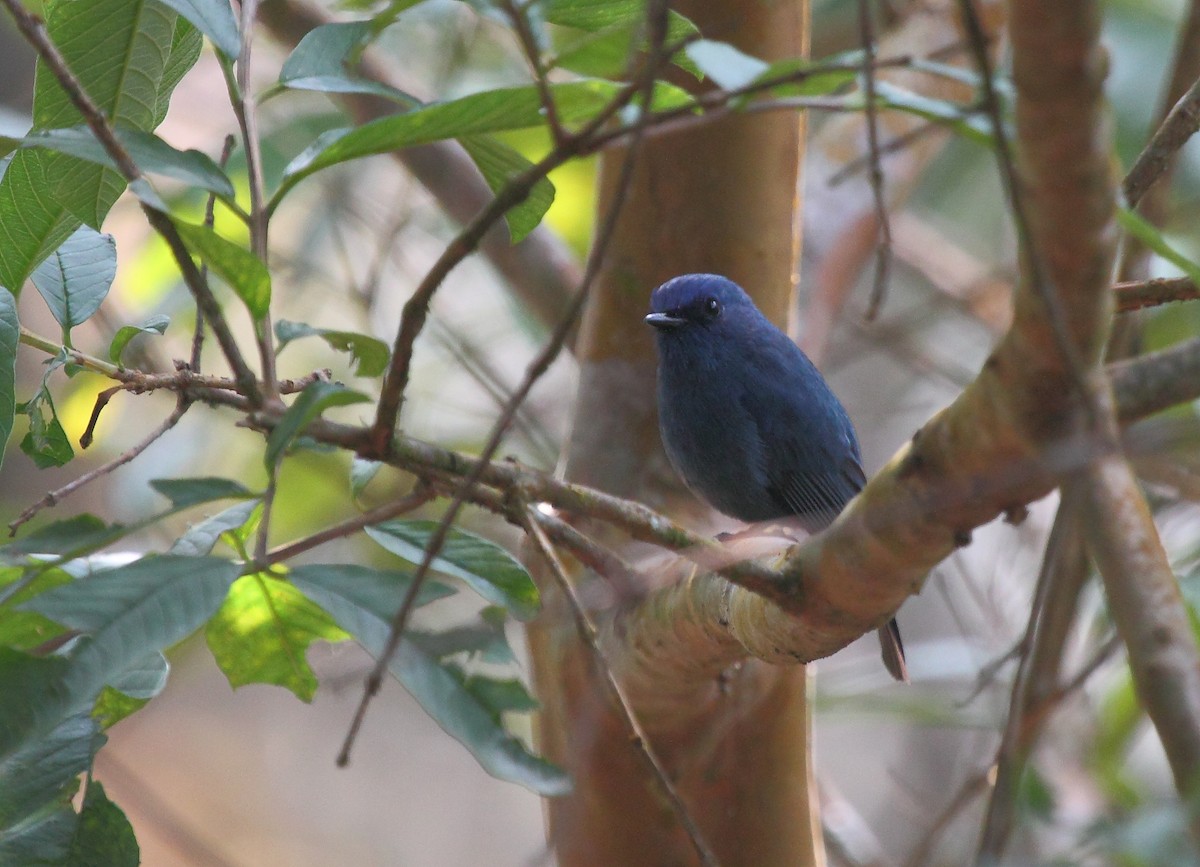 Nilgiri Flycatcher - Krishnan Sivasubramanian