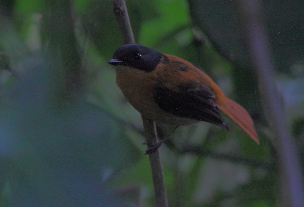 Black-and-orange Flycatcher - Krishnan Sivasubramanian