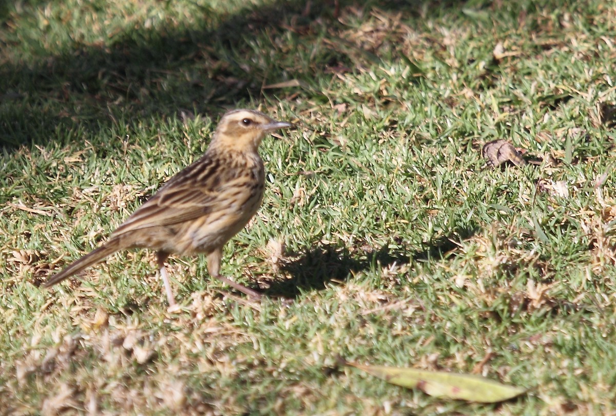 Bisbita de Los Nilgiri - ML613675637