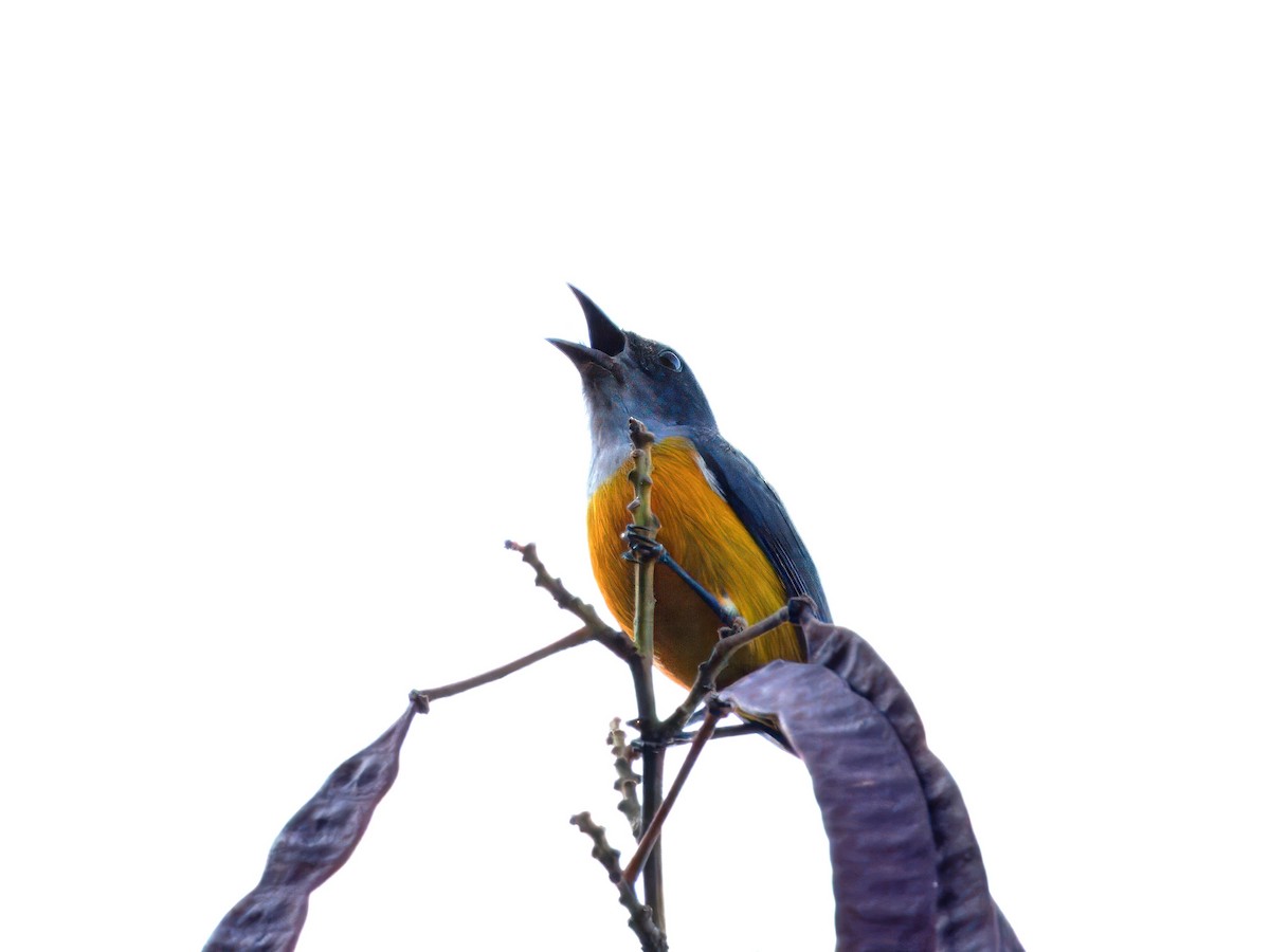 Orange-bellied Flowerpecker - ML613675759