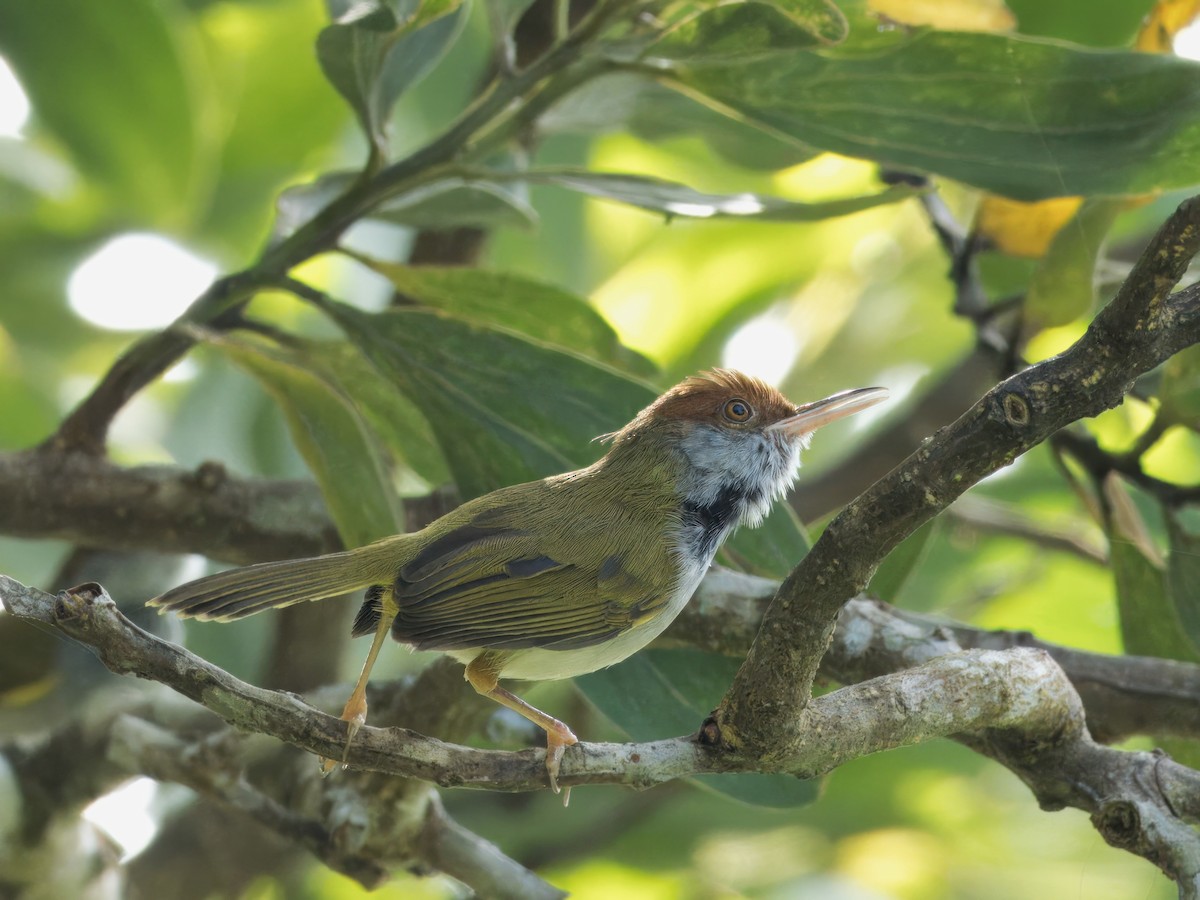 Dark-necked Tailorbird - ML613675768