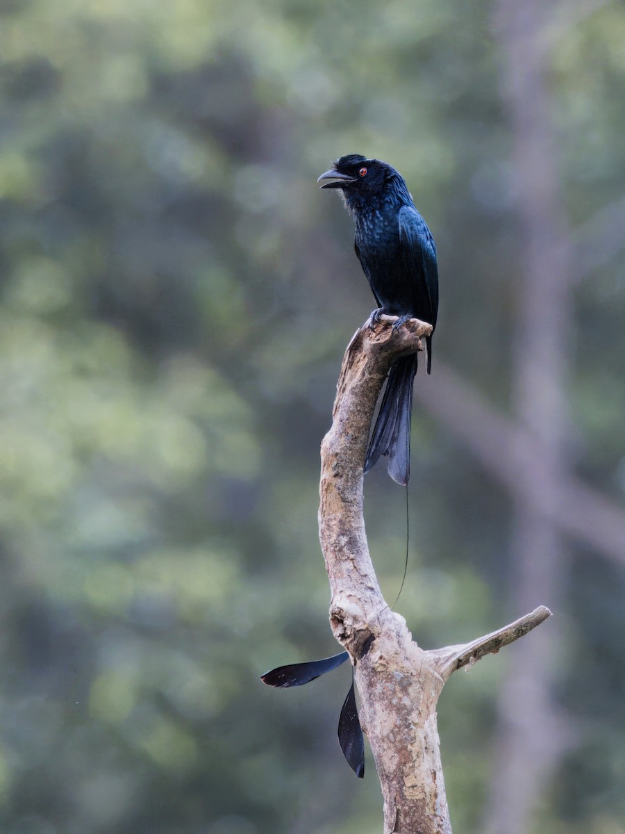 Greater Racket-tailed Drongo - ML613675778