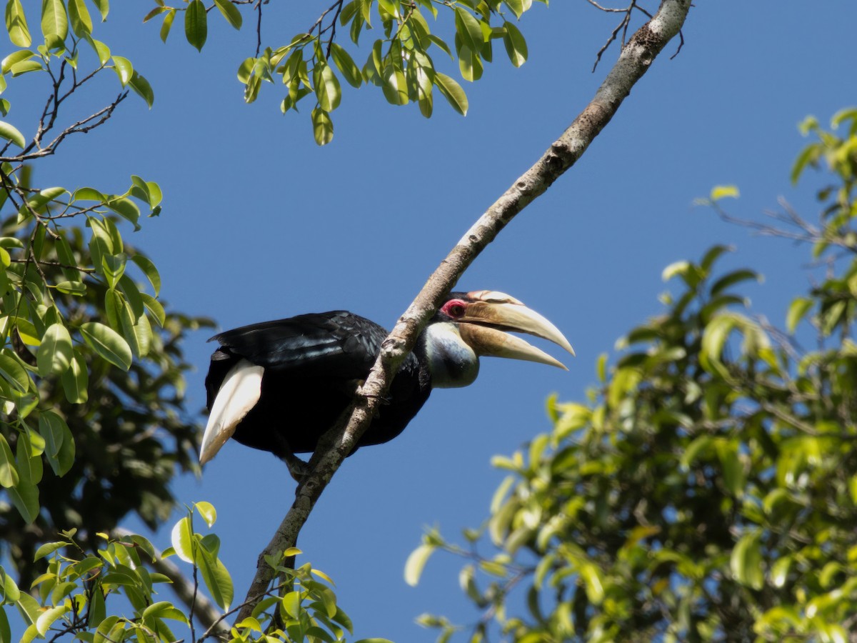 Wreathed Hornbill - ML613675787