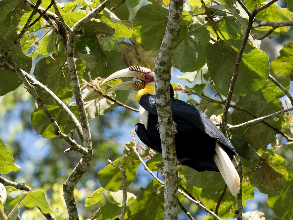 Wreathed Hornbill - ML613675788