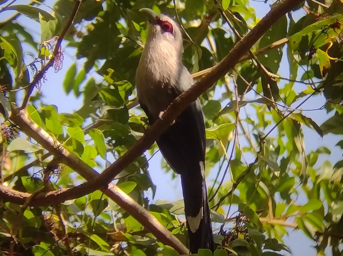 Green-billed Malkoha - ML613675795