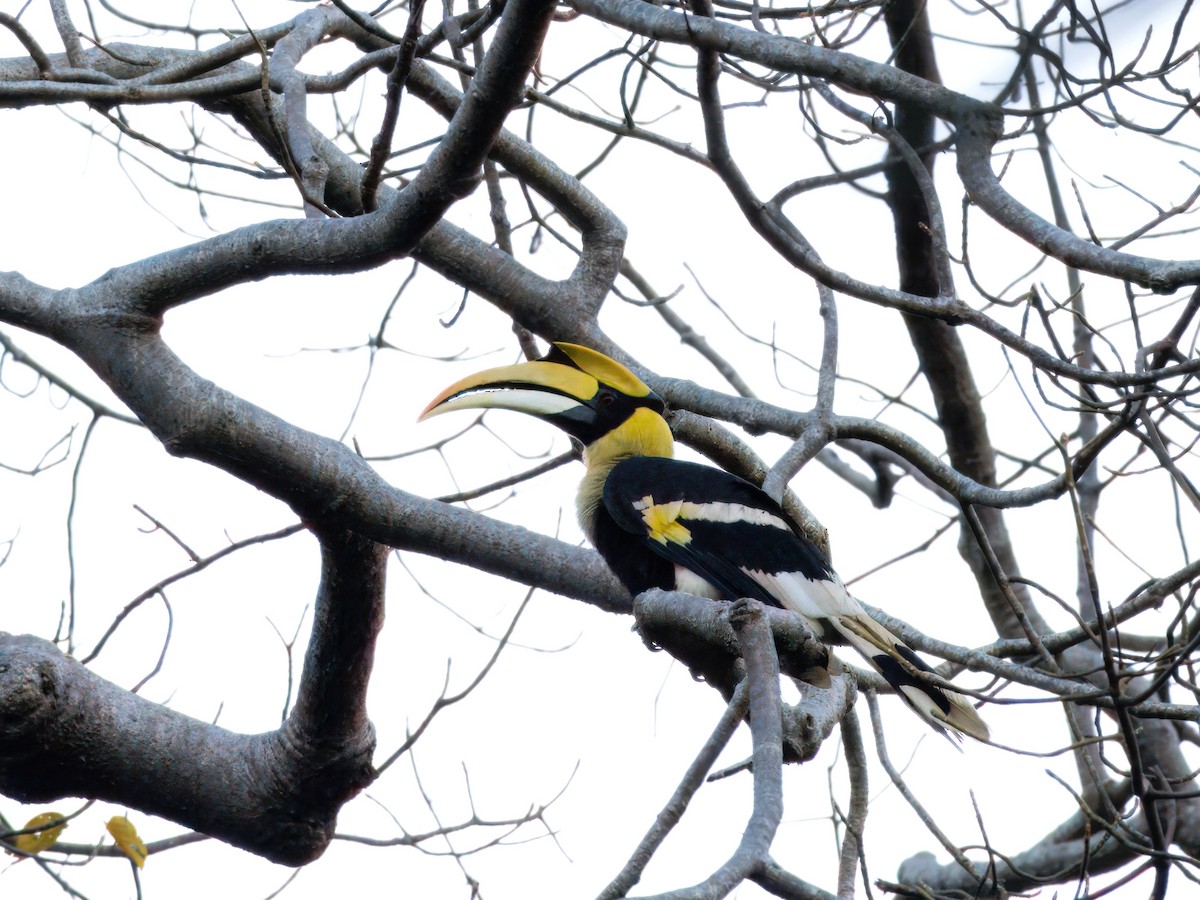 Great Hornbill - ML613675804