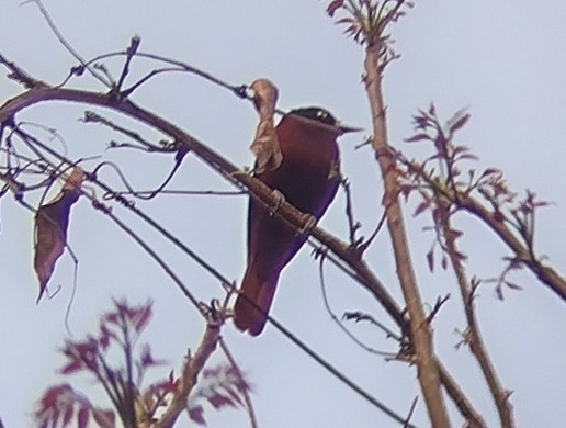 Maroon Oriole - ML613675844