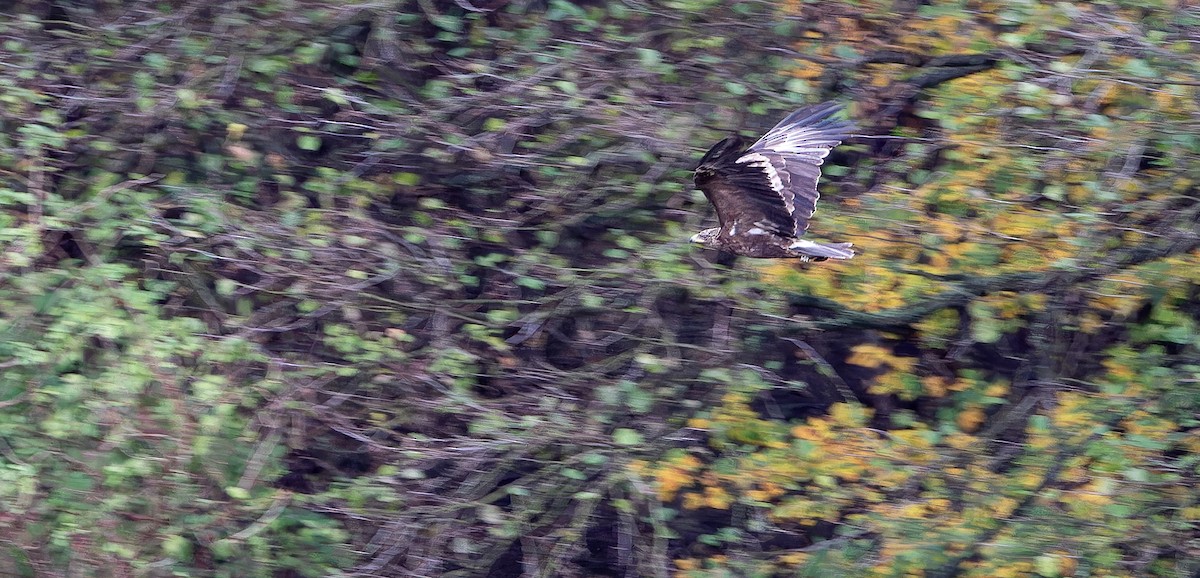 Greater Spotted Eagle - Friedemann Arndt