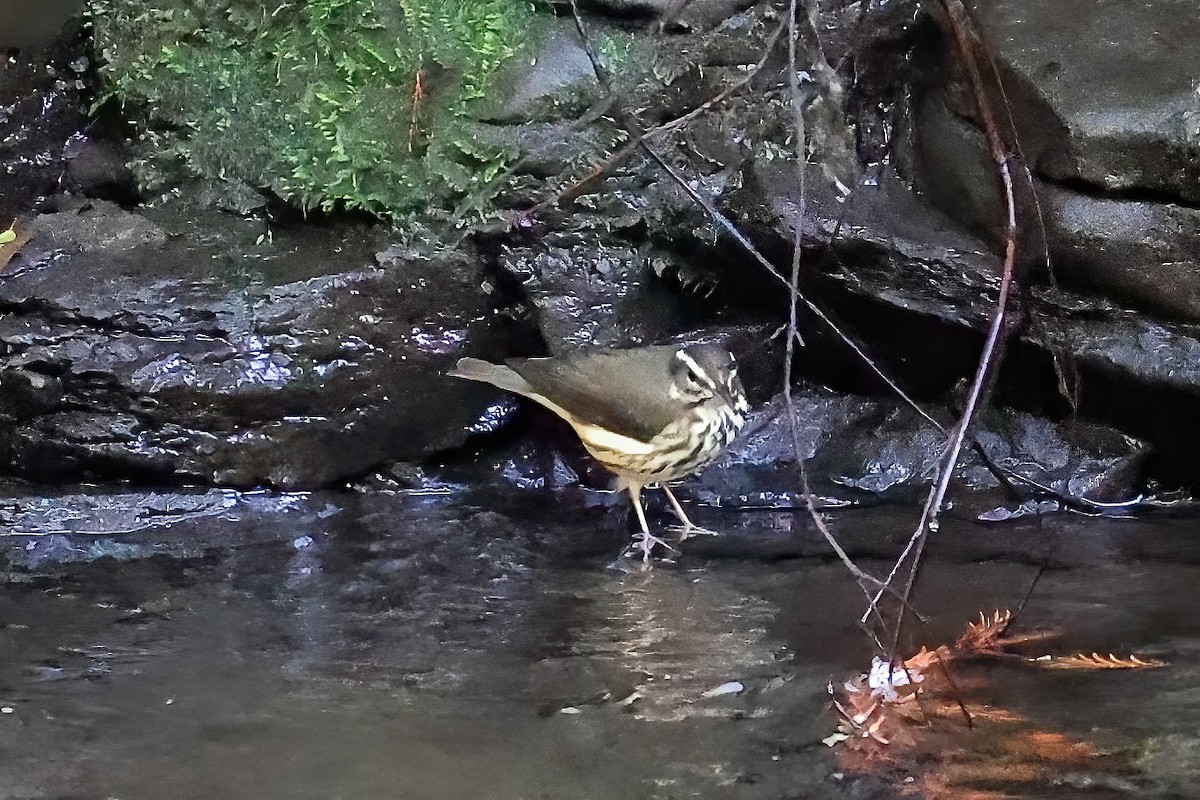 Louisiana Waterthrush - ML613675924