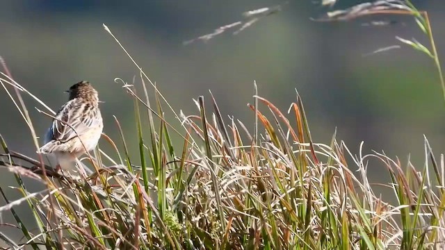 Zitting Cisticola - ML613675948