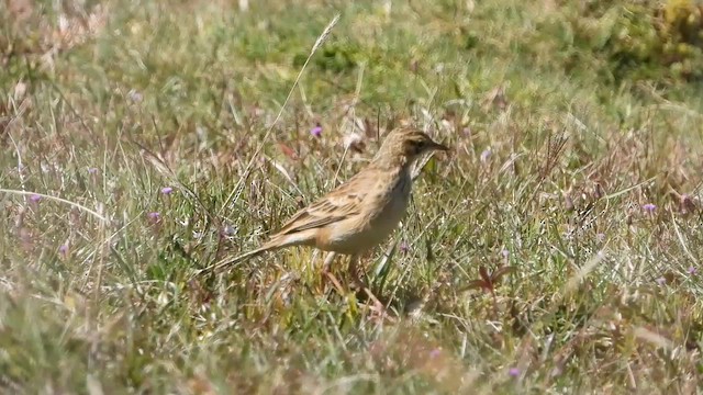 Paddyfield Pipit - ML613675956