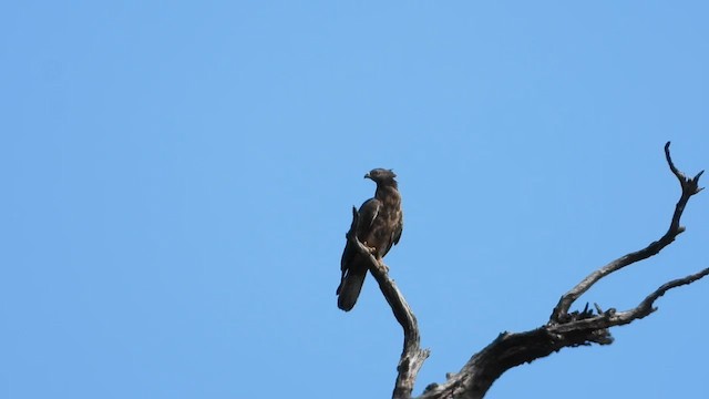 Oriental Honey-buzzard - ML613675963