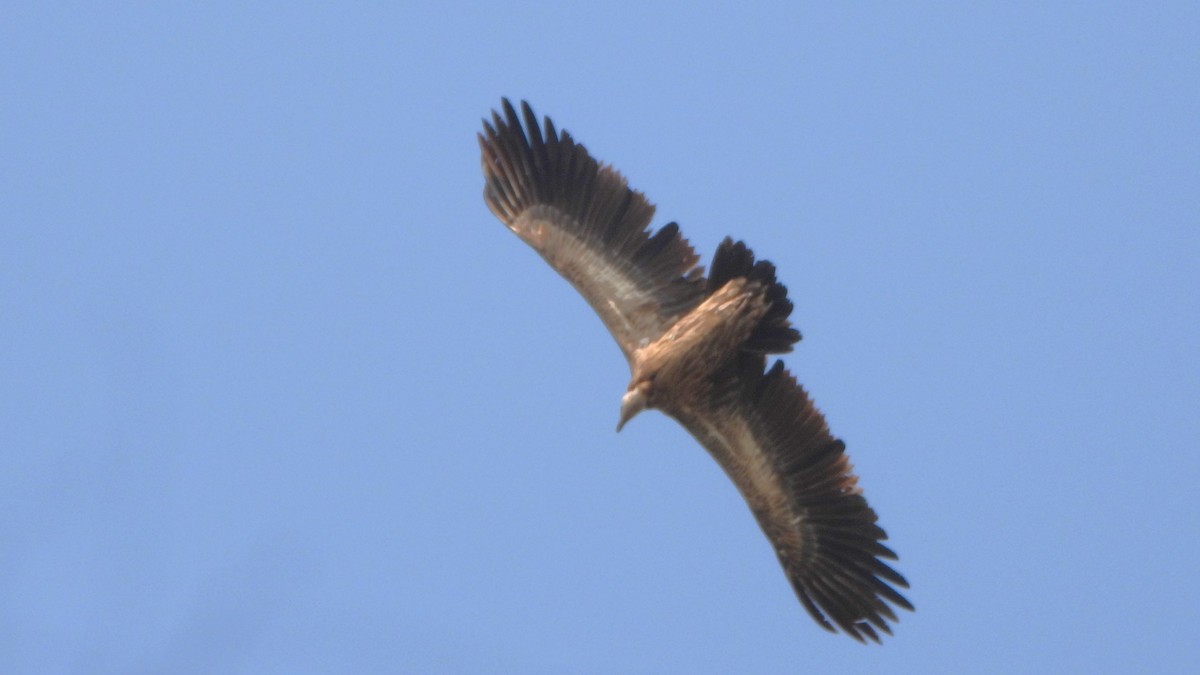 Himalayan Griffon - Girish Chhatpar