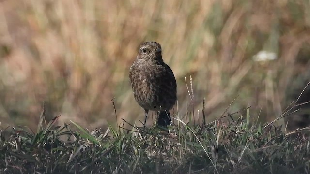 Pied Bushchat - ML613676011