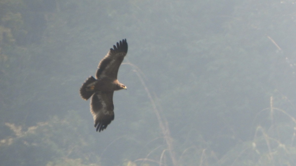 Steppe Eagle - Girish Chhatpar