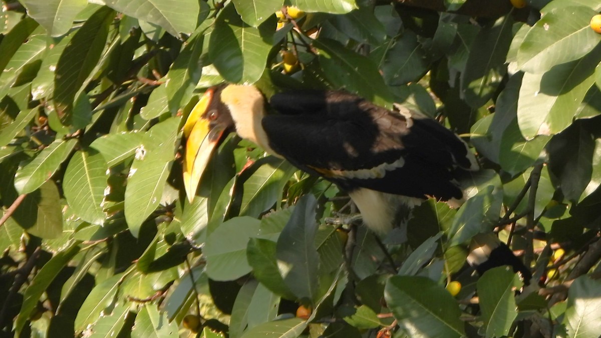 Great Hornbill - Girish Chhatpar