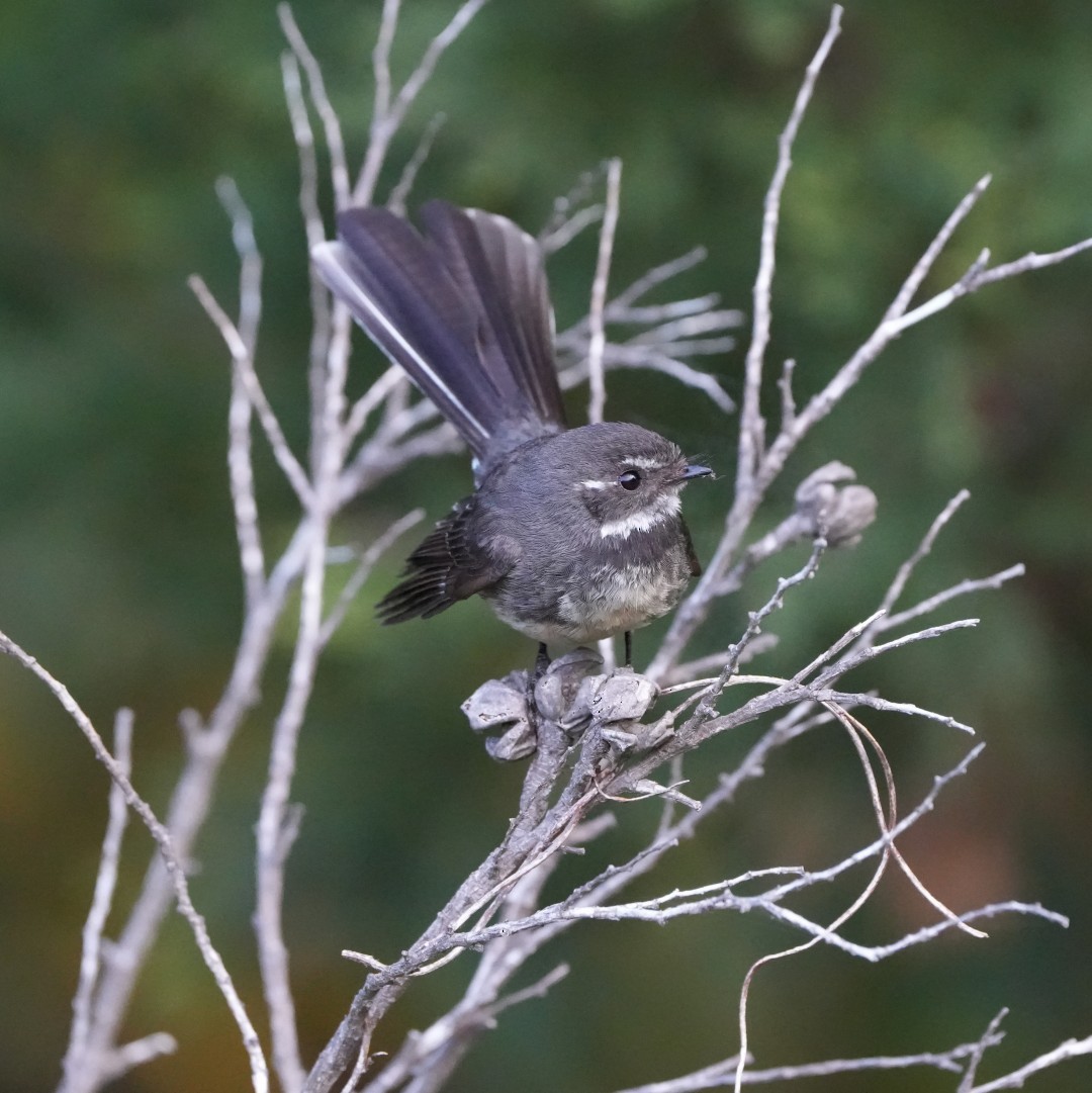 Gray Fantail - ML613676051