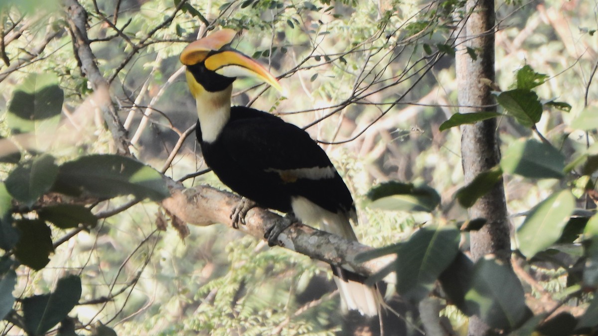 Great Hornbill - Girish Chhatpar