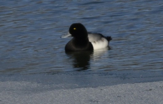 Greater Scaup - ML613676087