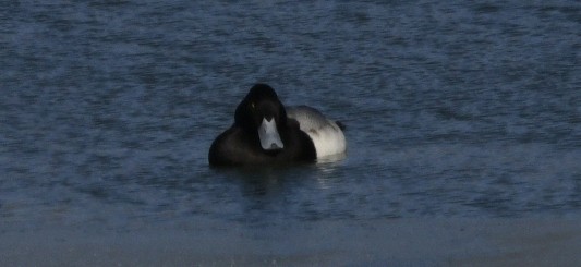 Greater Scaup - ML613676088