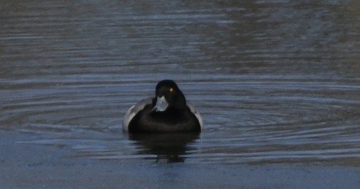 Greater Scaup - ML613676089