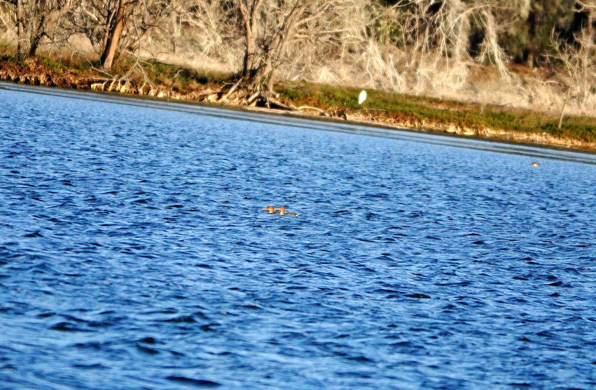 Red-breasted Merganser - ML613676143