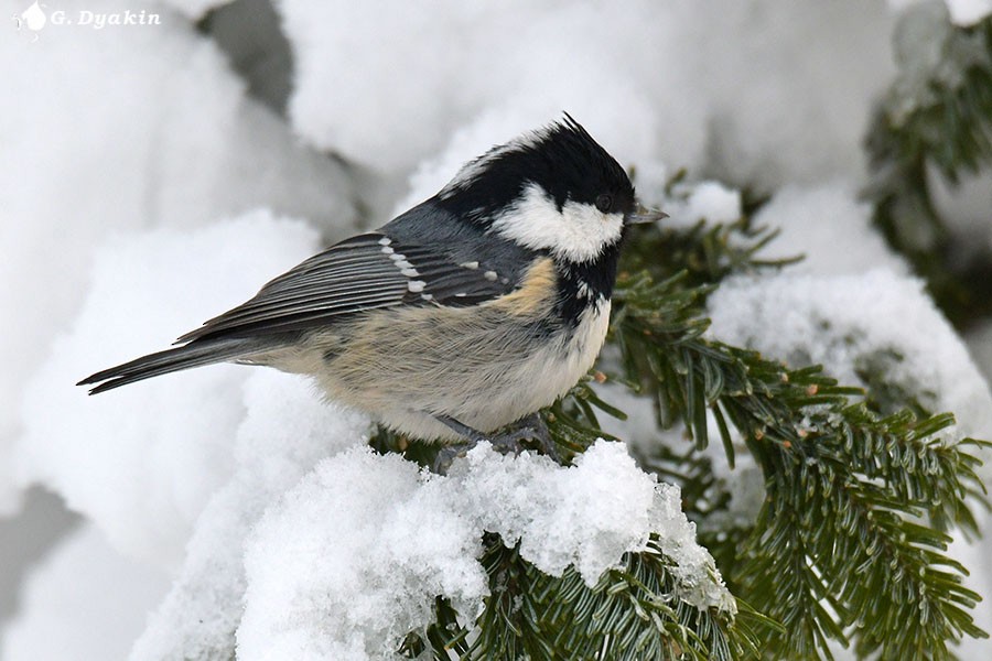 Coal Tit - Gennadiy Dyakin