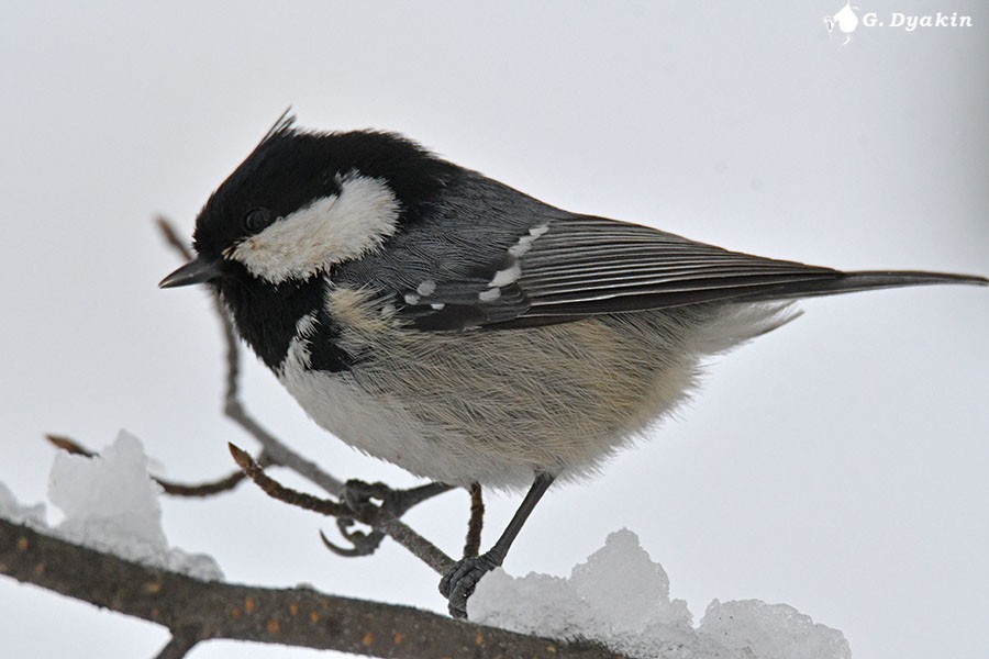 Coal Tit - Gennadiy Dyakin