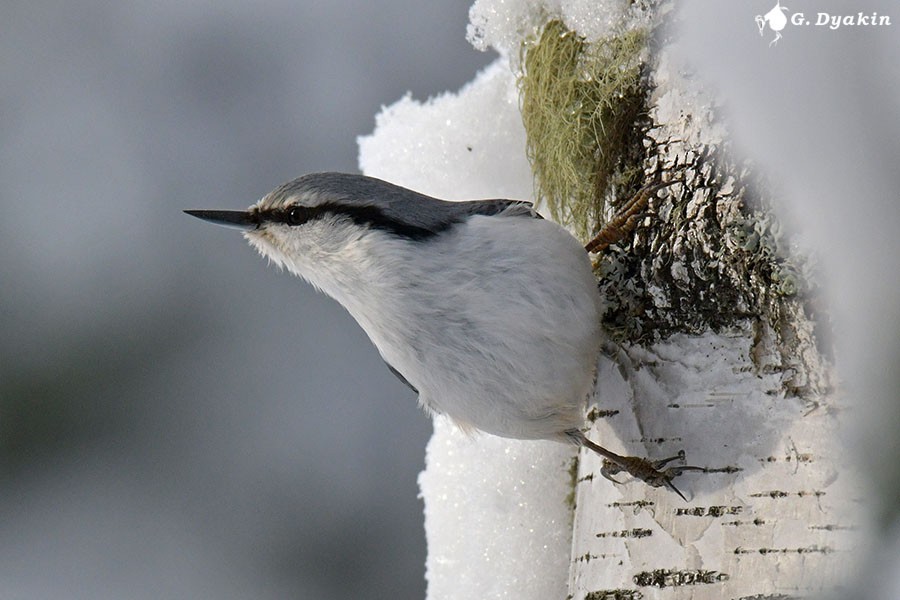 Eurasian Nuthatch - Gennadiy Dyakin