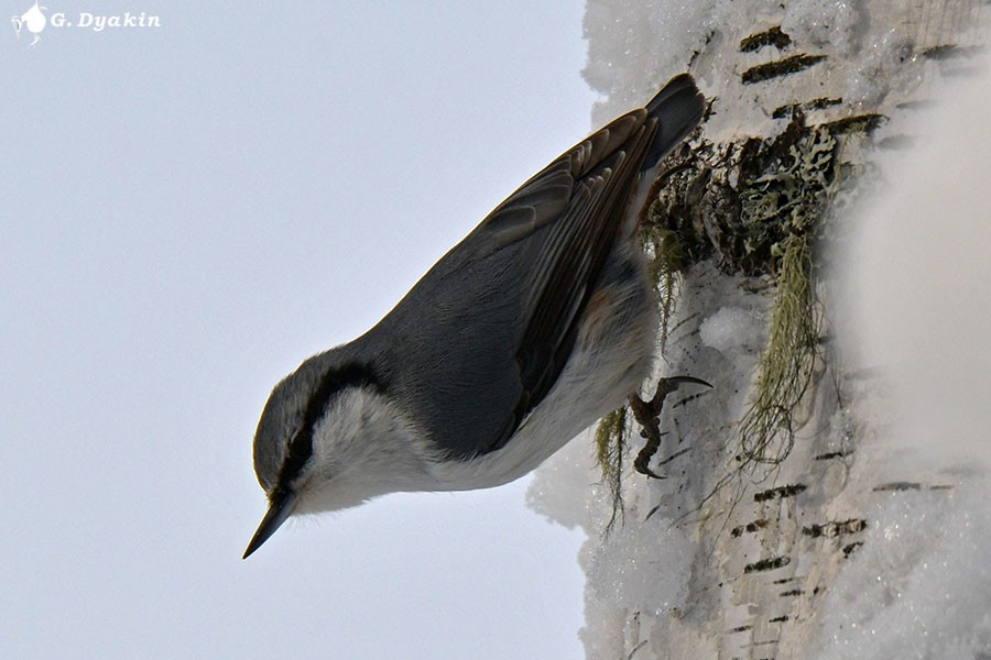 Eurasian Nuthatch - Gennadiy Dyakin